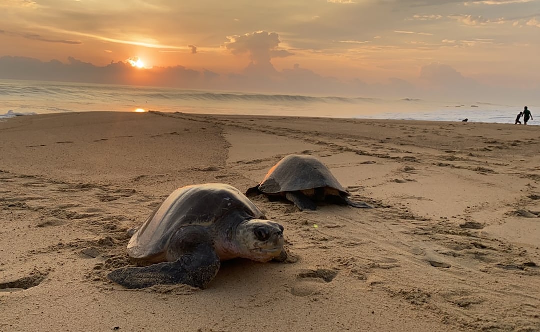 El empresario inició su negocio en una cafetería en Huajuapan de León; cuando ofreció su producto por internet la demanda creció. Fotos: Carlos Arrieta/ EL UNIVERSAL