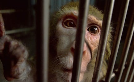 Escapan monos infectados con virus para investigaciones