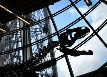 Subastan esqueleto de misterioso dinosaurio carnívoro