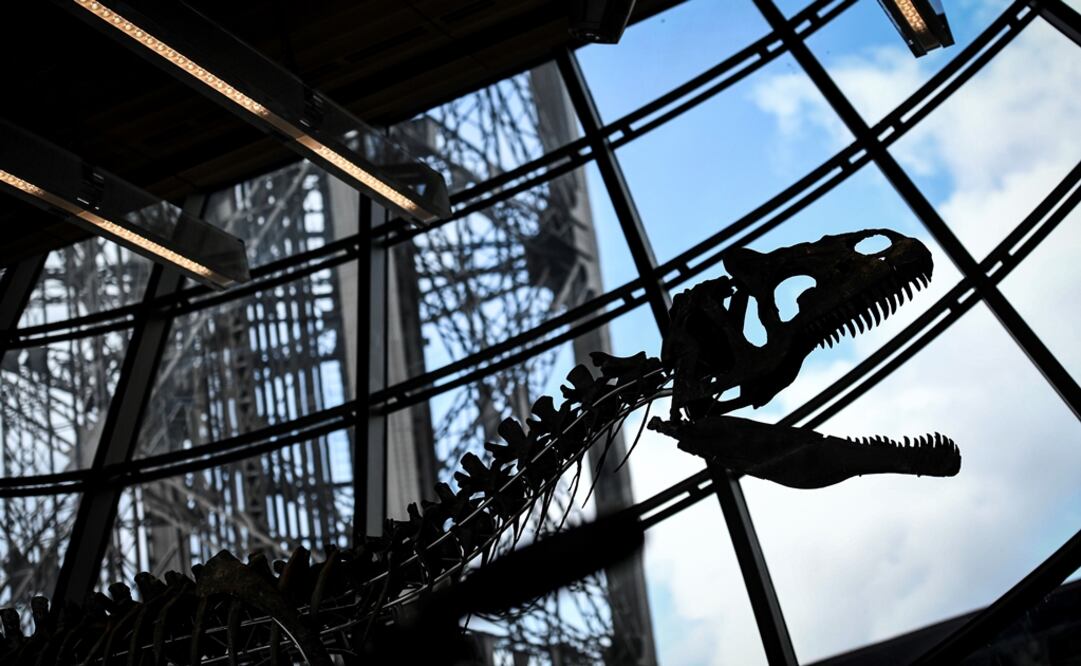 La Sociedad de Paleontología de Vertebrados pidió que la subasta del esqueleto del dinosaurio carnívoro no identificado fuera cancelada. Foto: AFP / STEPHANE DE SAKUTIN