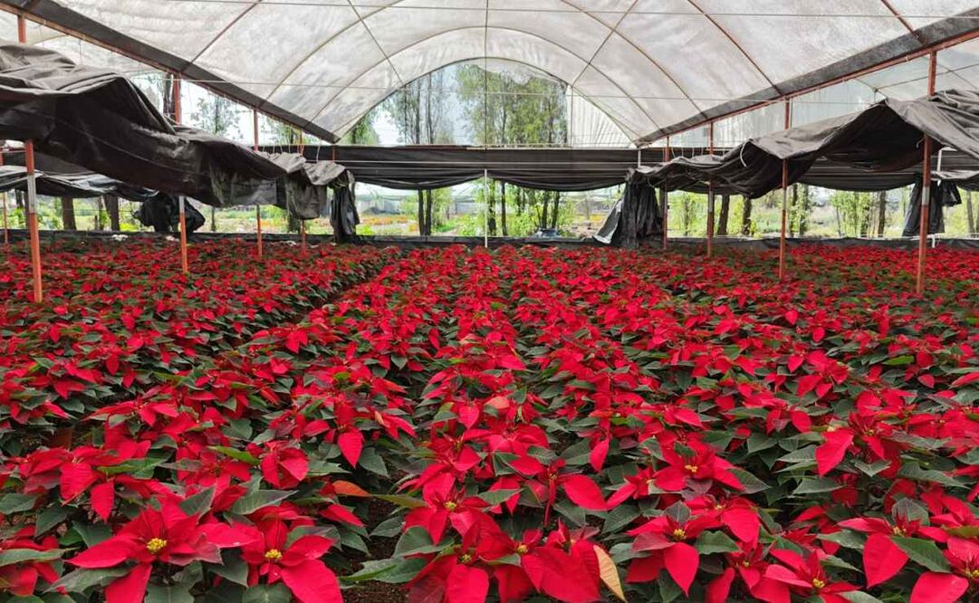 Inicia temporada de nochebuenas 2025
Foto: Especial.