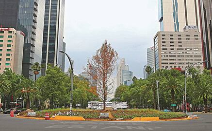 Si ahuehuete de Reforma no se recupera en marzo será enviado a vivero