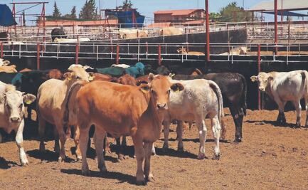 Cierre de frontera al ganado tiene un costo de 661 mdd 