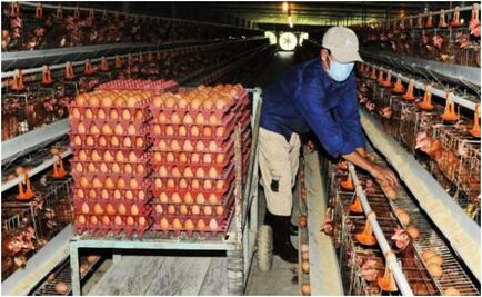 Precio del huevo seguirá subiendo; influenza aviar, clima y alza de insumos afectan producción