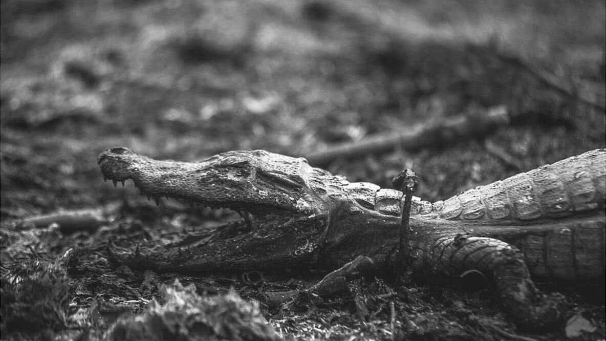 Numerosos animales son víctimas de incendios en el Pantanal. Foto:  José Medeiros