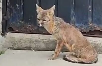 Rescatan a zorro que deambulaba en taller El Rosario del Metro CDMX VIDEO