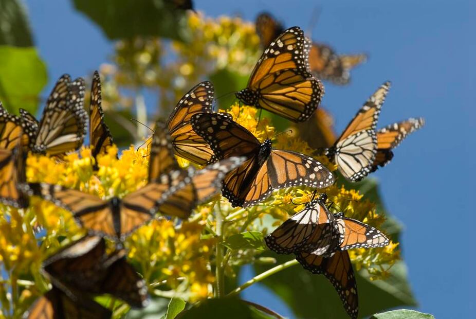 Foto: Sectur Michoacán