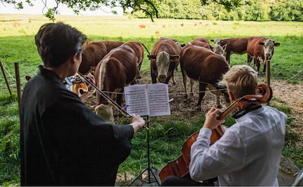 La pandemia orilló a estos músicos a ofrecer conciertos a vacas