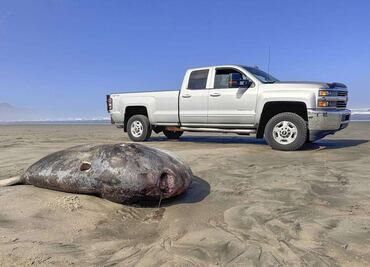 Pez luna embaucador de 2 metros sorprende en playa de Gearhart en costa de Oregón