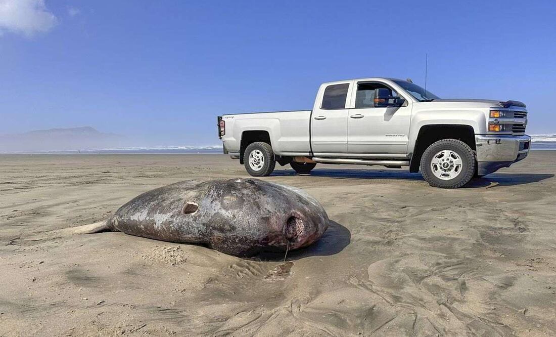 Esta imagen proporcionada por el Seaside Aquarium muestra un pez luna embaucador que llegó a la costa el 3 de junio de 2024, en una playa de Gearhart, Oregón. Foto: AP