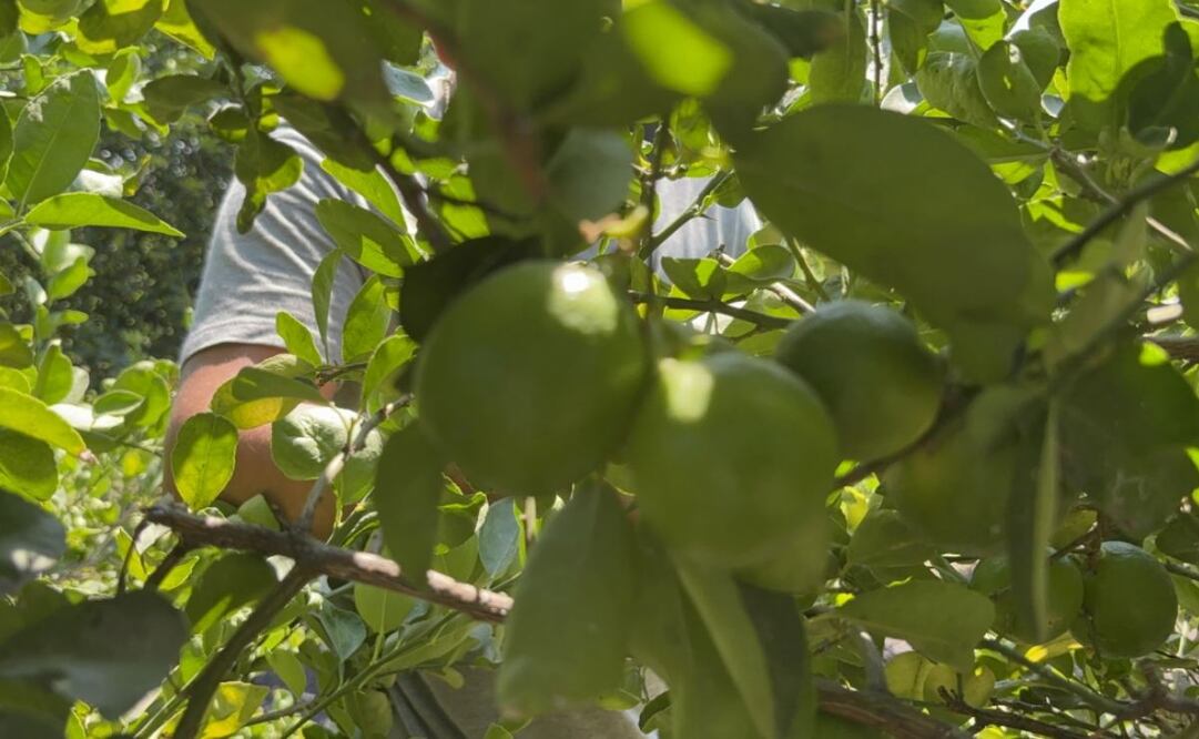 Aumenta cuota de extorsión a productores de limón en Michoacán (23/09/2025). Foto: Carlos Arrieta / EL UNIVERSAL