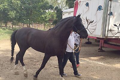 Recuperó cártel de Sinaloa 6 caballos con valor de 3 mdp