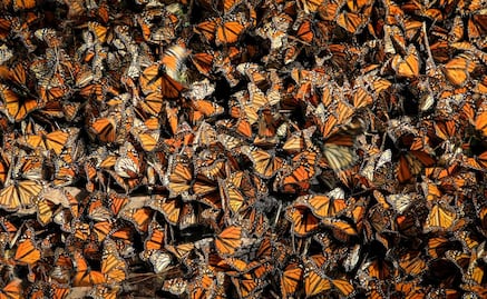 VIDEO: dron en forma de colibrí capta un millón de mariposas monarca