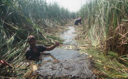 Van por reforestación de manglares en Alvarado
