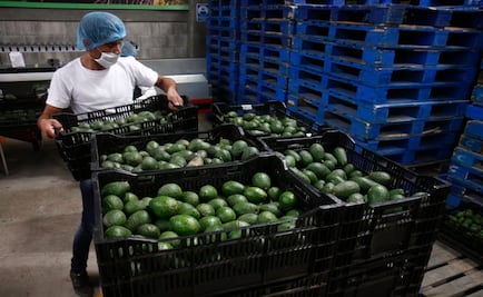Michoacán exportará aguacate a Holanda y Suecia