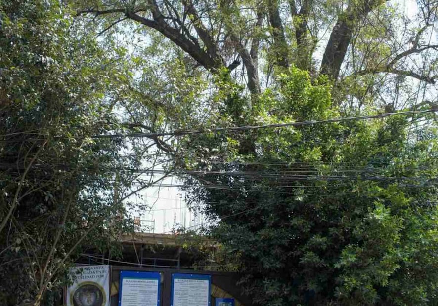 El árbol Eugenio fue declarado Patrimonio Natural y Cultural de la Ciudad de México en 2024. Foto: Santiago Cadena / EL UNIVERSAL