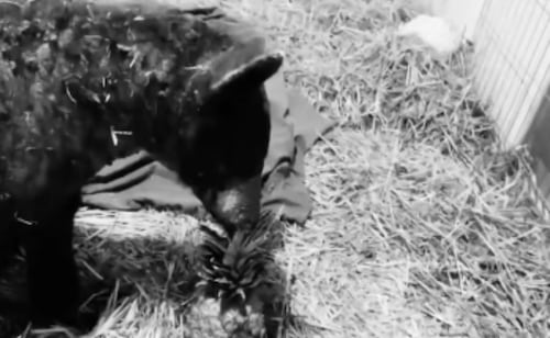 Rescued bear Mina dies from advanced chronic heart disease in Mexico