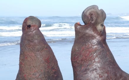 Los elefantes marinos se reconocen entre sí por el tono de voz