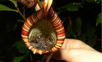 Descubren nueva especie de planta carnívora gracias a Facebook