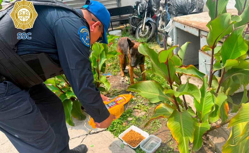 Los oficiales recibieron al animal y lo resguardaron en las instalaciones policiales, donde le proporcionaron agua y alimento. Foto: Especial