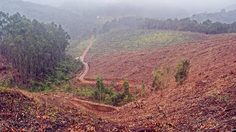 Menos verdes y más vulnerables