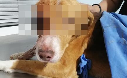 Denuncian a empleados de Control Canino en Gómez Palacios de sacar un ojo a un perrito