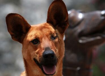 The rescue dog protecting Mexico from rare diseases and plagues