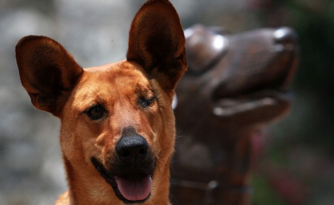 Rosetta is a rescue dog who is now serving the country - Photo: File Photo/EL UNIVERSAL