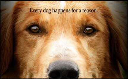 PETA llama a boicotear película que cometió supuesto maltrato animal