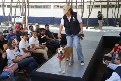 ¿Quieres adoptar a un perrito o a un gatito? ¡Aquí una opción!; Gobierno de la CDMX invita al segundo Adoptatón