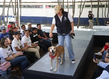 ¿Quieres adoptar a un perrito o a un gatito? ¡Aquí una opción!; Gobierno de la CDMX invita al segundo Adoptatón