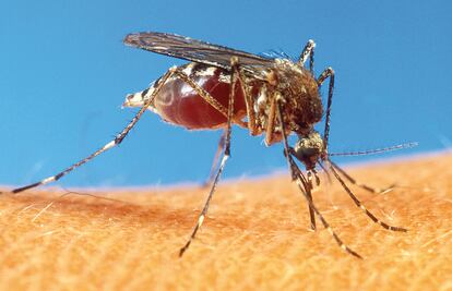 Ciudad de México, libre de riesgos por casos de Zika