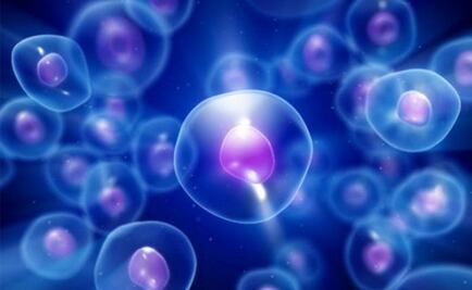 Graban imágenes de células vivas con un celular