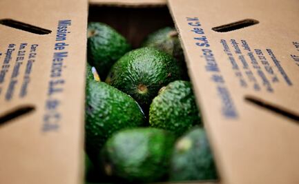 Tras 10 años de espera, Estados Unidos autoriza ingreso de aguacate de Jalisco
