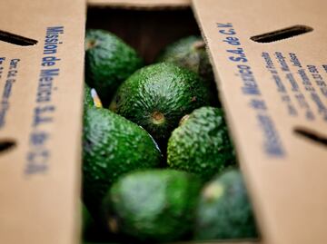 Tras 10 años de espera, Estados Unidos autoriza ingreso de aguacate de Jalisco