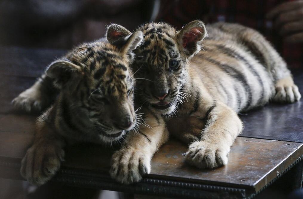 Foto: Archivo EL UNIVERSAL