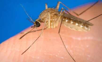 Ssa difunde guía para la detección de Chikungunya