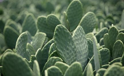 Health benefits of eating ‘nopales’