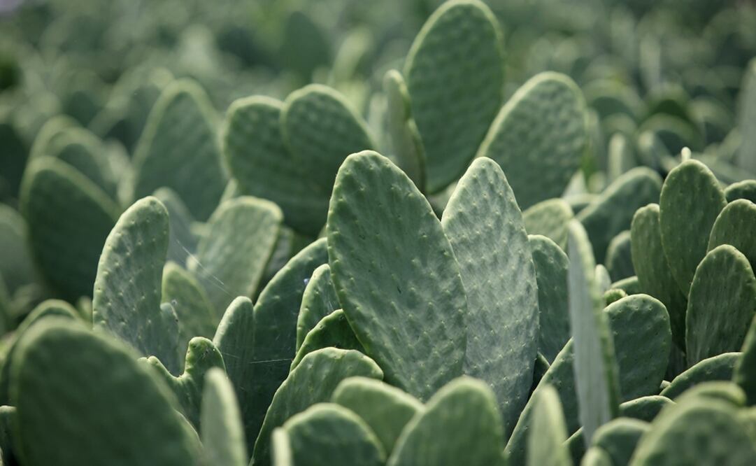 "Nopales" are an essential part of Mexicans' diet and are a rich source of fiber - Photo: File photo/EL UNIVERSAL