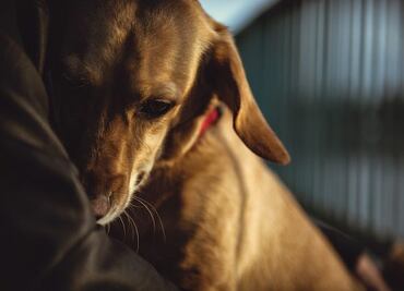 ¿Cómo saber si tu perro tiene depresión? Señales que no debes pasar por alto