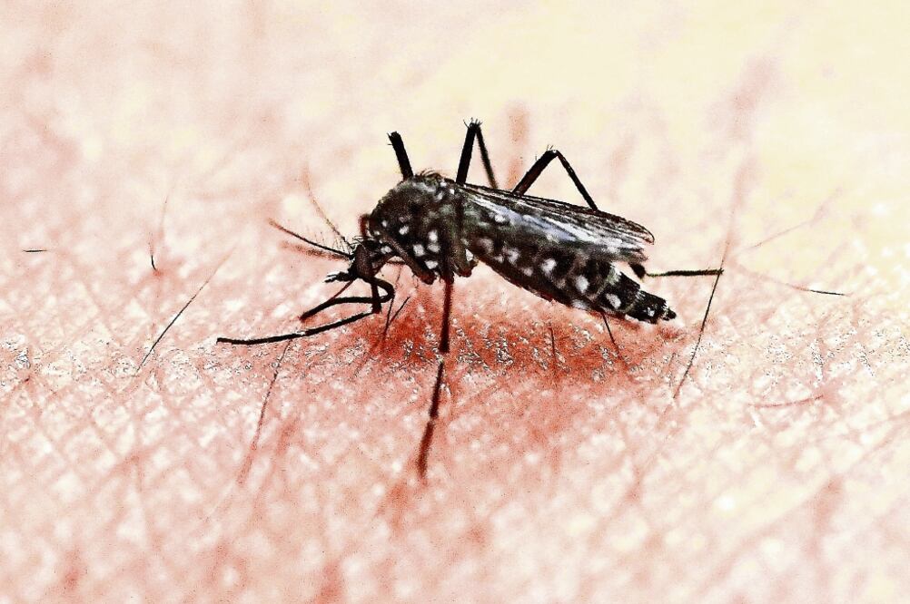El último reporte epidemiológico señala que hasta el 30 de septiembre había 3 mil 784 casos confirmados de zika, virus que transmite el mosco Aedes aegy (ARCHIVO ELUNIVERSAL)