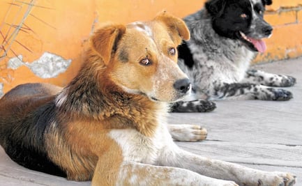 Por pandemia de Covid-19, aumentó abandono de perros y gatos en Naucalpan