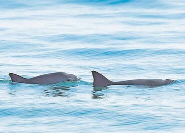 México le falla a la vaquita marina y la abandona
