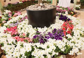 CDMX recibirá el Mundial con un millón de flores y plantas en avenidas principales; cada semana se instalarán 300 mil