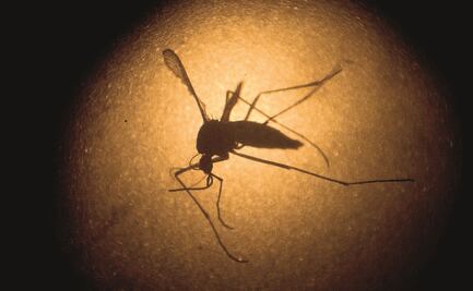 Reporta Ssa 357 casos de zika; 113 son embarazadas