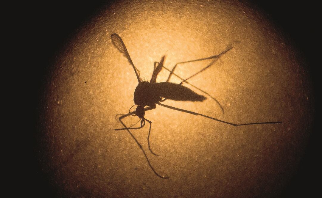 FOTO: Archivo / EL UNIVERSAL