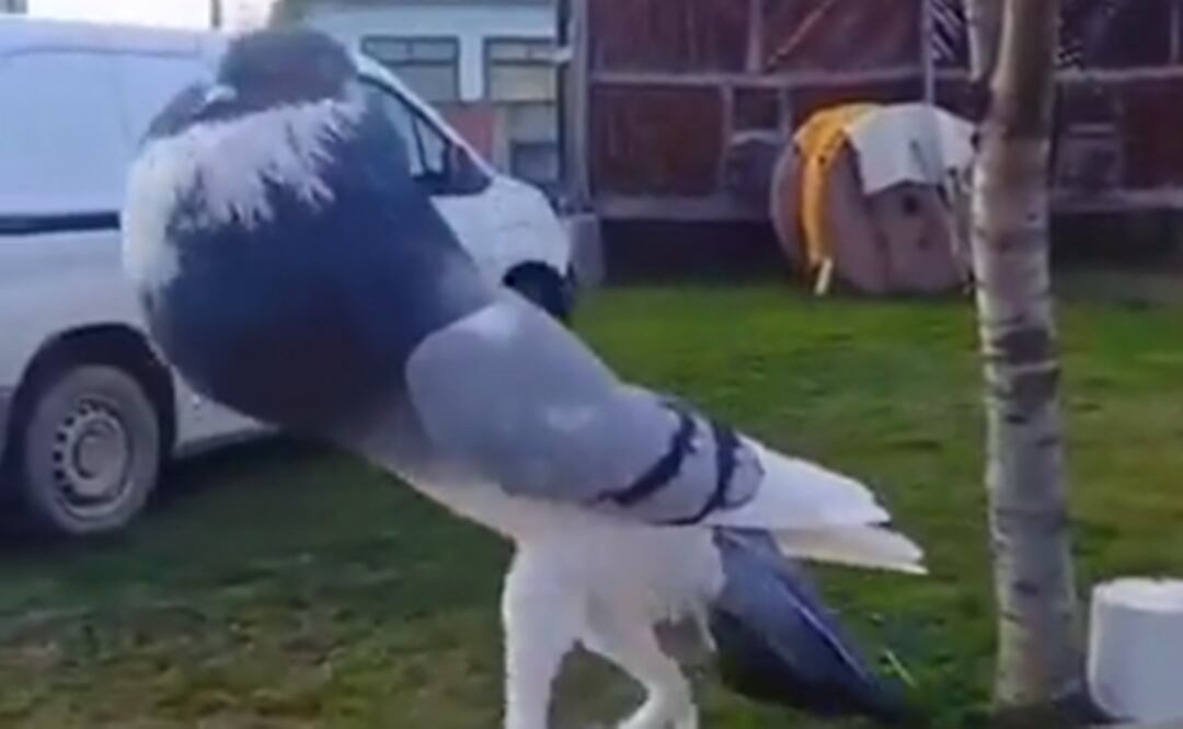 Paloma se hace viral. Foto: Tomada del video