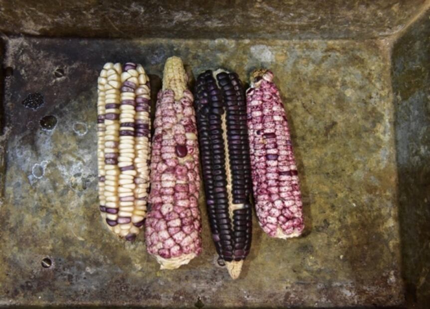 Maíz y nixtamal en Santiago de Pinos, Jalisco