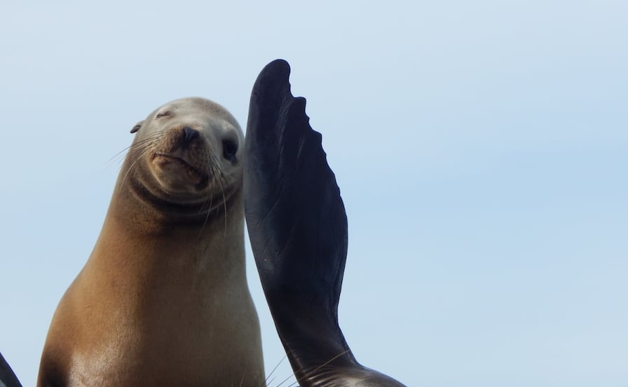  Lobos marinos en playas mexicanas; ¿qué hacer en caso de avistamientos?