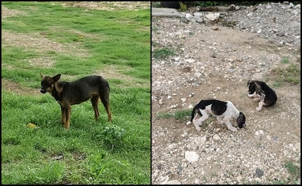 Violencia deja decenas de perros abandonados en Venustiano Carranza, Chiapas